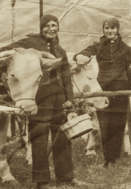 vache1